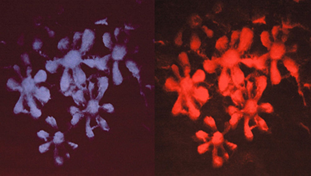 Print  Cluster Snow Splat Series, Blue and Red, 2006.  Monoprint polymer etching.  21 ½ ” x 21 ½” each